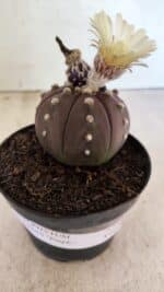 MATRIZ ASTROPHYTUM ASTERIAS “Purple” Nº 1046 – vaso 11 - Imagem 8
