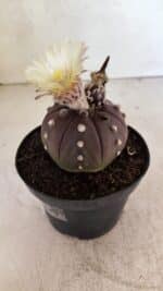 MATRIZ ASTROPHYTUM ASTERIAS “Purple” Nº 1046 – vaso 11 - Imagem 6