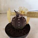 MATRIZ ASTROPHYTUM ASTERIAS “Purple”  Nº 1046 – vaso 11