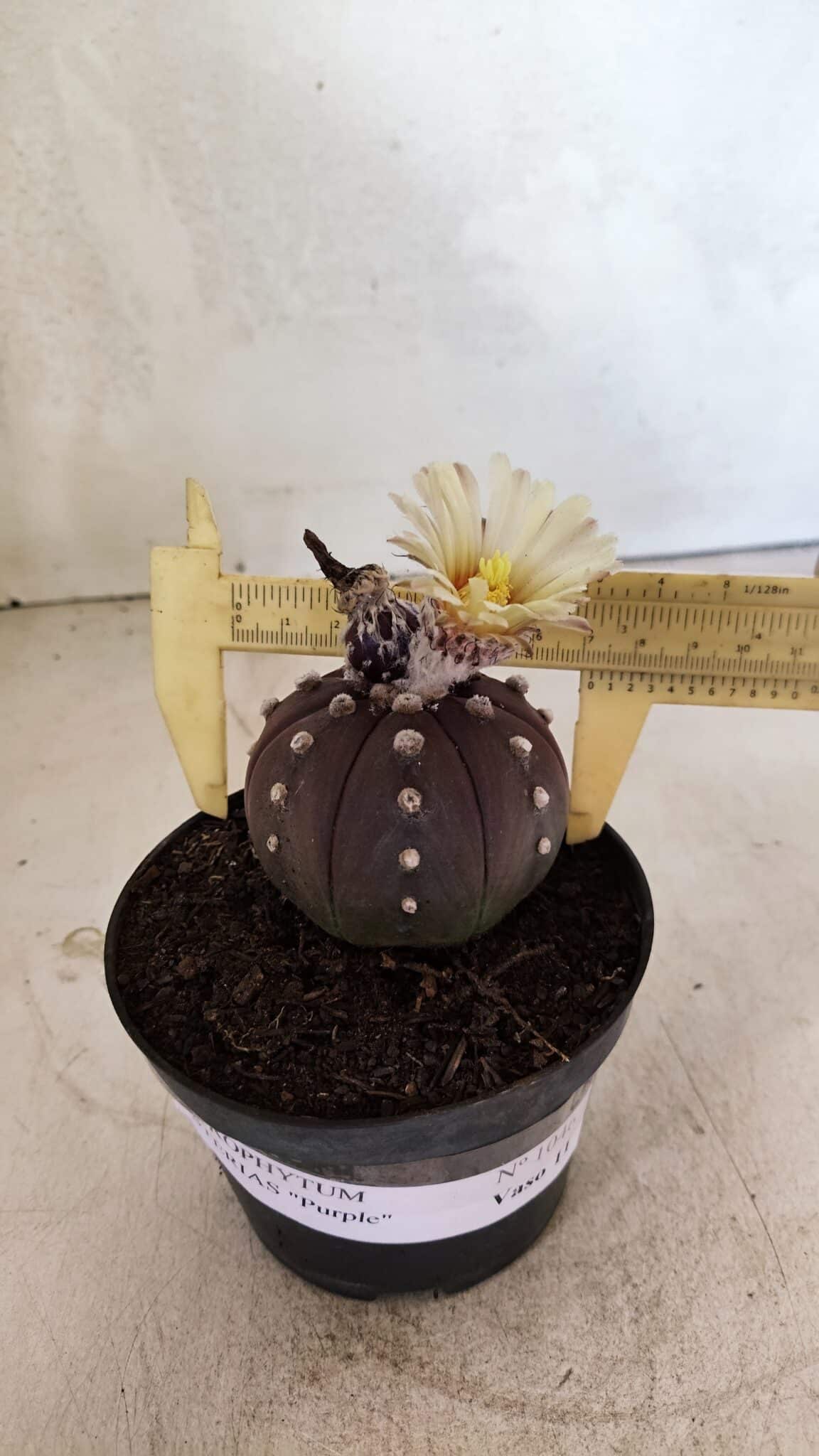 ASTERIAS PURPLE 1046 (6) MATRIZ ASTROPHYTUM ASTERIAS “Purple” Nº 1046 – vaso 11 - Imagem 1