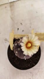 MATRIZ ASTROPHYTUM ASTERIAS “Purple” Nº 1046 – vaso 11 - Imagem 9