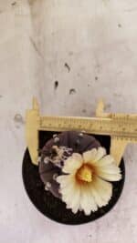 MATRIZ ASTROPHYTUM ASTERIAS “Purple” Nº 1046 – vaso 11 - Imagem 5