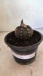MATRIZ ASTROPHYTUM ASTERIAS “Purple”  Nº 1047 – vaso 15 - Imagem 2