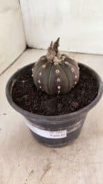 MATRIZ ASTROPHYTUM ASTERIAS “Purple”  Nº 1047 – vaso 15 - Imagem 8