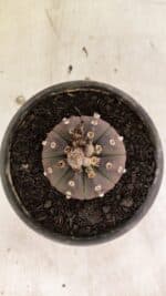 MATRIZ ASTROPHYTUM ASTERIAS “Purple”  Nº 1047 – vaso 15 - Imagem 3