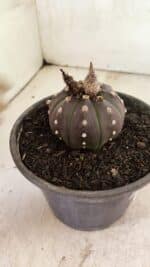 MATRIZ ASTROPHYTUM ASTERIAS “Purple”  Nº 1047 – vaso 15 - Imagem 6