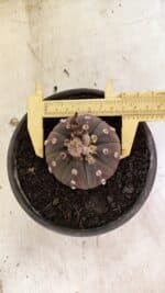 MATRIZ ASTROPHYTUM ASTERIAS “Purple”  Nº 1047 – vaso 15 - Imagem 5