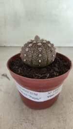MATRIZ ASTROPHYTUM ASTÉRIAS "Purple" Nº 1080 – vaso 11 - Imagem 2