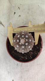 MATRIZ ASTROPHYTUM ASTÉRIAS "Purple" Nº 1080 – vaso 11