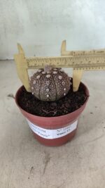 MATRIZ ASTROPHYTUM ASTÉRIAS "Purple" Nº 1080 – vaso 11 - Imagem 4
