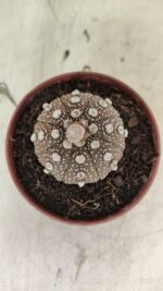 MATRIZ ASTROPHYTUM ASTÉRIAS "Purple" Nº 1080 – vaso 11 - Imagem 3