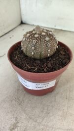 MATRIZ ASTROPHYTUM ASTÉRIAS "Purple" Nº 1080 – vaso 11 - Imagem 7