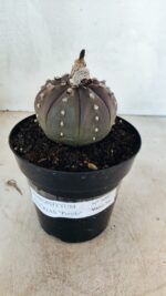 MATRIZ ASTROPHYTUM ASTÉRIAS "Purple" Nº 1082 – vaso 15 - Imagem 2