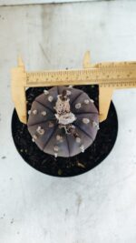 MATRIZ ASTROPHYTUM ASTÉRIAS "Purple" Nº 1082 – vaso 15 - Imagem 5