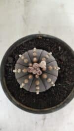 MATRIZ ASTROPHYTUM ASTERIAS “Purple”  Nº 1082 – vaso 15 - Imagem 3