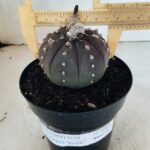 MATRIZ ASTROPHYTUM ASTÉRIAS "Purple" Nº 1082 – vaso 15
