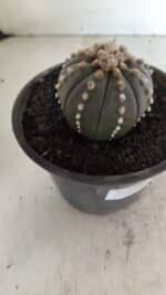 MATRIZ ASTROPHYTUM ASTERIAS “Purple”  Nº 1082 – vaso 15 - Imagem 8