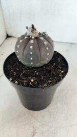 MATRIZ ASTROPHYTUM ASTÉRIAS "Purple" Nº 1082 – vaso 15 - Imagem 8