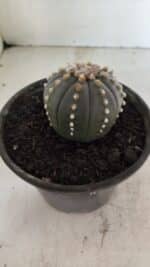 MATRIZ ASTROPHYTUM ASTERIAS “Purple”  Nº 1082 – vaso 15 - Imagem 7