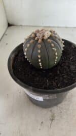 MATRIZ ASTROPHYTUM ASTERIAS “Purple”  Nº 1082 – vaso 15 - Imagem 6