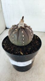 MATRIZ ASTROPHYTUM ASTÉRIAS "Purple" Nº 1082 – vaso 15 - Imagem 6
