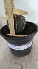 MATRIZ ASTROPHYTUM ASTERIAS “Purple”  Nº 1082 – vaso 15 - Imagem 5