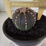 MATRIZ ASTROPHYTUM ASTERIAS “Purple”  Nº 1082 – vaso 15