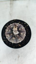 MATRIZ ASTROPHYTUM ASTÉRIAS "Purple" Nº 1082 – vaso 15 - Imagem 3