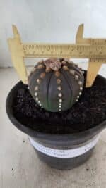 MATRIZ ASTROPHYTUM ASTERIAS “Purple”  Nº 1082 – vaso 15