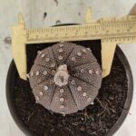 MATRIZ ASTROPHYTUM ASTÉRIAS "Purple" Nº 1083 – vaso 15