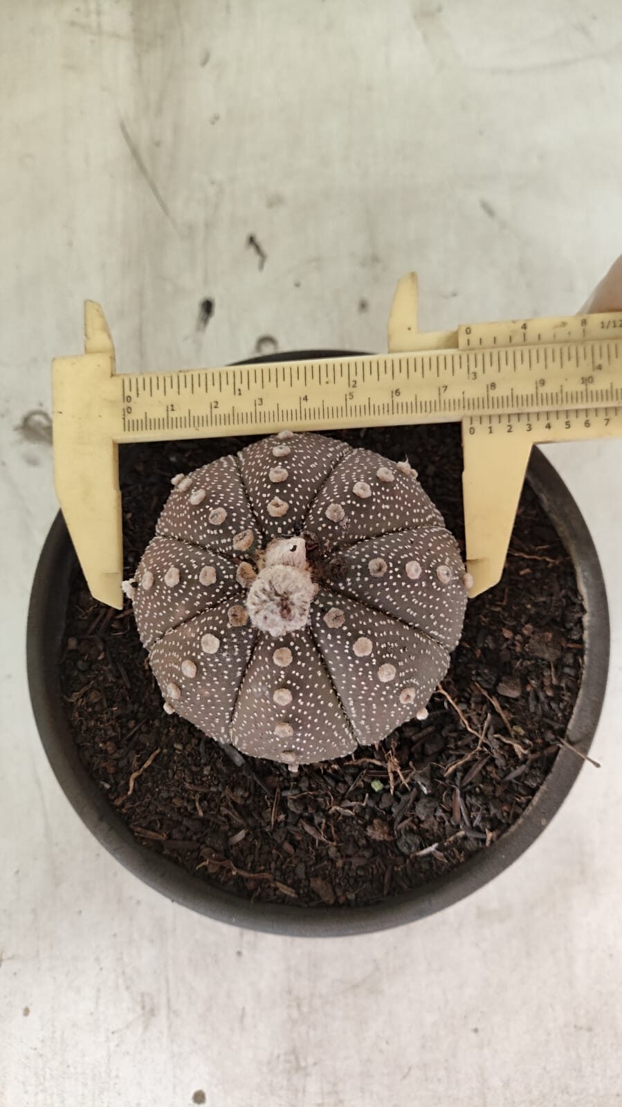 ASTERIAS PURPLE 1083 (2) MATRIZ ASTROPHYTUM ASTÉRIAS "Purple" Nº 1083 – vaso 15 - Imagem 1