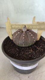 MATRIZ ASTROPHYTUM ASTÉRIAS "Purple" Nº 1083 – vaso 15 - Imagem 4