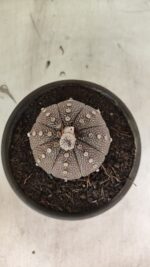 MATRIZ ASTROPHYTUM ASTÉRIAS "Purple" Nº 1083 – vaso 15 - Imagem 9