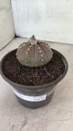 MATRIZ ASTROPHYTUM ASTÉRIAS "Purple" Nº 1083 – vaso 15 - Imagem 6