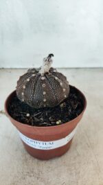 MATRIZ ASTROPHYTUM ASTÉRIAS "Purple" Nº 1090 – vaso 11 - Imagem 2
