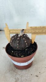 MATRIZ ASTROPHYTUM ASTÉRIAS "Purple" Nº 1090 – vaso 11