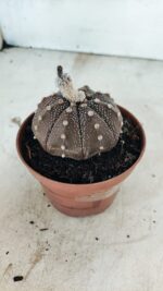 MATRIZ ASTROPHYTUM ASTÉRIAS "Purple" Nº 1090 – vaso 11 - Imagem 9