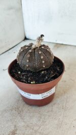 MATRIZ ASTROPHYTUM ASTÉRIAS "Purple" Nº 1090 – vaso 11 - Imagem 7