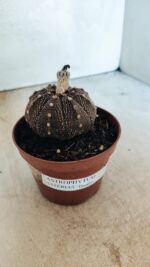 MATRIZ ASTROPHYTUM ASTÉRIAS "Purple" Nº 1090 – vaso 11 - Imagem 6
