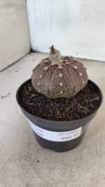 MATRIZ ASTROPHYTUM ASTÉRIAS "Purple" Nº 1091 – vaso 11 - Imagem 2