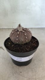 MATRIZ ASTROPHYTUM ASTÉRIAS "Purple" Nº 1091 – vaso 11 - Imagem 9