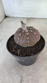 MATRIZ ASTROPHYTUM ASTÉRIAS "Purple" Nº 1091 – vaso 11 - Imagem 8