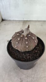 MATRIZ ASTROPHYTUM ASTÉRIAS "Purple" Nº 1091 – vaso 11 - Imagem 7