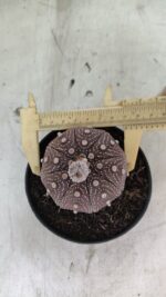 MATRIZ ASTROPHYTUM ASTÉRIAS "Purple" Nº 1091 – vaso 11 - Imagem 5