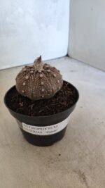 MATRIZ ASTROPHYTUM ASTÉRIAS "Purple" Nº 1091 – vaso 11 - Imagem 6