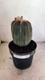 MATRIZ ASTROPHYTUM ASTÉRIAS "Purple" Nº 1109 – vaso 17 - Imagem 2