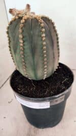 MATRIZ ASTROPHYTUM ASTÉRIAS "Purple" Nº 1109 – vaso 17 - Imagem 10