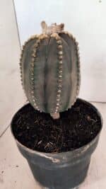 MATRIZ ASTROPHYTUM ASTÉRIAS "Purple" Nº 1109 – vaso 17 - Imagem 8