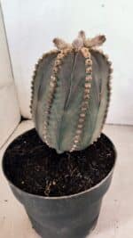 MATRIZ ASTROPHYTUM ASTÉRIAS "Purple" Nº 1109 – vaso 17 - Imagem 7