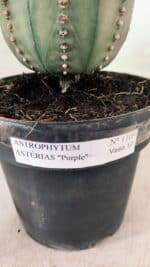 MATRIZ ASTROPHYTUM ASTÉRIAS "Purple" Nº 1109 – vaso 17 - Imagem 6